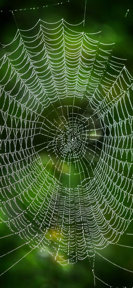 查询ip App 网络自检页截图，勾选式列出代理状态、DNS 泄漏与出口地区一致性检测项